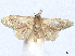  ( - CCDB-45163-G01)  @11 [ ] CreativeCommons - Attribution (2024) CBG Photography Group Centre for Biodiversity Genomics