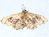  ( - CCDB-45163-G02)  @11 [ ] CreativeCommons - Attribution (2024) CBG Photography Group Centre for Biodiversity Genomics