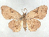  ( - CCDB-45165-B07)  @11 [ ] CreativeCommons - Attribution (2024) CBG Photography Group Centre for Biodiversity Genomics