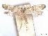  (Anthistarcha geniatella - CCDB-45165-C02)  @11 [ ] CreativeCommons - Attribution (2024) CBG Photography Group Centre for Biodiversity Genomics