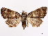  ( - CCDB-45171-A09)  @11 [ ] CreativeCommons - Attribution (2024) CBG Photography Group Centre for Biodiversity Genomics