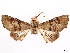  ( - CCDB-45171-A12)  @11 [ ] CreativeCommons - Attribution (2024) CBG Photography Group Centre for Biodiversity Genomics