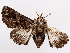  ( - CCDB-45171-B04)  @11 [ ] CreativeCommons - Attribution (2024) CBG Photography Group Centre for Biodiversity Genomics