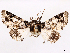  (Eutelia leucographa - CCDB-45171-B06)  @11 [ ] CreativeCommons - Attribution (2024) CBG Photography Group Centre for Biodiversity Genomics