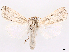 ( - CCDB-45171-C11)  @11 [ ] CreativeCommons - Attribution (2024) CBG Photography Group Centre for Biodiversity Genomics