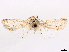  ( - CCDB-45171-C12)  @11 [ ] CreativeCommons - Attribution (2024) CBG Photography Group Centre for Biodiversity Genomics