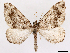  ( - CCDB-45171-F03)  @11 [ ] CreativeCommons - Attribution (2024) CBG Photography Group Centre for Biodiversity Genomics