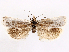  ( - CCDB-45171-G07)  @11 [ ] CreativeCommons - Attribution (2024) CBG Photography Group Centre for Biodiversity Genomics