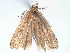  ( - CCDB-45172-D01)  @11 [ ] CreativeCommons - Attribution (2024) CBG Photography Group Centre for Biodiversity Genomics