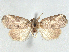  ( - CCDB-45172-H01)  @11 [ ] CreativeCommons - Attribution (2024) CBG Photography Group Centre for Biodiversity Genomics