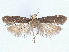  ( - CCDB-45173-C09)  @11 [ ] CreativeCommons - Attribution Share - Alike (2024) CBG Photography Group Centre for Biodiversity Genomics
