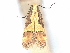  ( - CCDB-45173-D03)  @11 [ ] CreativeCommons - Attribution Share - Alike (2024) CBG Photography Group Centre for Biodiversity Genomics