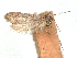  ( - CCDB-45173-D11)  @11 [ ] CreativeCommons - Attribution Share - Alike (2024) CBG Photography Group Centre for Biodiversity Genomics