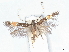  ( - CCDB-45173-E09)  @11 [ ] CreativeCommons - Attribution Share - Alike (2024) CBG Photography Group Centre for Biodiversity Genomics