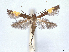  (Cosmopterix victor - CCDB-45174-A06)  @11 [ ] CreativeCommons - Attribution (2024) CBG Photography Group Centre for Biodiversity Genomics
