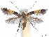  (Cosmopterix paltophanes - CCDB-45174-A11)  @11 [ ] CreativeCommons - Attribution (2024) CBG Photography Group Centre for Biodiversity Genomics