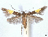  (Cosmopterix phyllostachysea - CCDB-45174-A12)  @11 [ ] CreativeCommons - Attribution (2024) CBG Photography Group Centre for Biodiversity Genomics