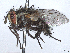  ( - CCDB-45174-C02)  @11 [ ] CreativeCommons - Attribution (2024) CBG Photography Group Centre for Biodiversity Genomics