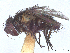  ( - CCDB-45174-C06)  @11 [ ] CreativeCommons - Attribution (2024) CBG Photography Group Centre for Biodiversity Genomics