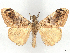  ( - CCDB-45174-C11)  @11 [ ] CreativeCommons - Attribution (2024) CBG Photography Group Centre for Biodiversity Genomics