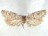  ( - CCDB-45174-E06)  @11 [ ] CreativeCommons - Attribution (2024) CBG Photography Group Centre for Biodiversity Genomics