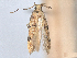  (Recurvaria eromene - CCDB-45174-G09)  @11 [ ] CreativeCommons - Attribution (2024) CBG Photography Group Centre for Biodiversity Genomics