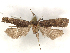  ( - CCDB-45175-C04)  @11 [ ] CreativeCommons - Attribution (2024) CBG Photography Group Centre for Biodiversity Genomics