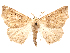  (Tetracis hirsutaria - CCDB-45175-F02)  @11 [ ] CreativeCommons - Attribution (2024) CBG Photography Group Centre for Biodiversity Genomics