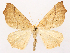  (Tetracis barnesii - CCDB-45175-G03)  @11 [ ] CreativeCommons - Attribution (2024) CBG Photography Group Centre for Biodiversity Genomics
