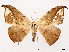  ( - CCDB-45175-H03)  @11 [ ] CreativeCommons - Attribution (2024) CBG Photography Group Centre for Biodiversity Genomics
