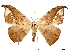  ( - CCDB-45175-H03)  @11 [ ] CreativeCommons - Attribution (2024) CBG Photography Group Centre for Biodiversity Genomics