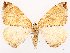  ( - CCDB-45179-A03)  @11 [ ] CreativeCommons - Attribution (2024) CBG Photography Group Centre for Biodiversity Genomics