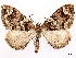  ( - CCDB-45179-A09)  @11 [ ] CreativeCommons - Attribution (2024) CBG Photography Group Centre for Biodiversity Genomics
