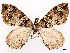  ( - CCDB-45179-A10)  @11 [ ] CreativeCommons - Attribution (2024) CBG Photography Group Centre for Biodiversity Genomics