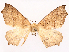  (Tetracis mosesiani - CCDB-45179-C09)  @11 [ ] CreativeCommons - Attribution (2024) CBG Photography Group Centre for Biodiversity Genomics