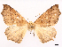  ( - CCDB-45179-C10)  @11 [ ] CreativeCommons - Attribution (2024) CBG Photography Group Centre for Biodiversity Genomics