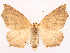  ( - CCDB-45179-C12)  @11 [ ] CreativeCommons - Attribution (2024) CBG Photography Group Centre for Biodiversity Genomics