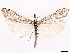 ( - CCDB-45179-E11)  @11 [ ] CreativeCommons - Attribution (2024) CBG Photography Group Centre for Biodiversity Genomics