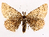  ( - CCDB-45179-F08)  @11 [ ] CreativeCommons - Attribution (2024) CBG Photography Group Centre for Biodiversity Genomics