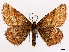  ( - CCDB-45179-F10)  @11 [ ] CreativeCommons - Attribution (2024) CBG Photography Group Centre for Biodiversity Genomics