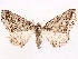  (Tetracis formosa - CCDB-45179-G01)  @11 [ ] CreativeCommons - Attribution (2024) CBG Photography Group Centre for Biodiversity Genomics