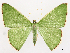  ( - CCDB-45179-G08)  @11 [ ] CreativeCommons - Attribution (2024) CBG Photography Group Centre for Biodiversity Genomics