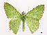  ( - CCDB-45179-G11)  @11 [ ] CreativeCommons - Attribution (2024) CBG Photography Group Centre for Biodiversity Genomics