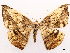  ( - CCDB-45179-H09)  @11 [ ] CreativeCommons - Attribution (2024) CBG Photography Group Centre for Biodiversity Genomics