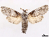  ( - CCDB-45180-A05)  @11 [ ] CreativeCommons - Attribution (2024) CBG Photography Group Centre for Biodiversity Genomics