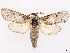  ( - CCDB-45180-A06)  @11 [ ] CreativeCommons - Attribution (2024) CBG Photography Group Centre for Biodiversity Genomics