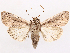  ( - CCDB-45180-C08)  @11 [ ] CreativeCommons - Attribution (2024) CBG Photography Group Centre for Biodiversity Genomics