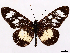  (Acraea servona - CCDB-45180-D12)  @11 [ ] CreativeCommons - Attribution (2024) CBG Photography Group Centre for Biodiversity Genomics