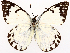  ( - CCDB-45180-E04)  @11 [ ] CreativeCommons - Attribution (2024) CBG Photography Group Centre for Biodiversity Genomics