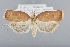  (Sparganopseustis unipunctata - CCDB-39046-C10)  @11 [ ] Unspecified (default): All Rights Reserved  Unspecified Unspecified